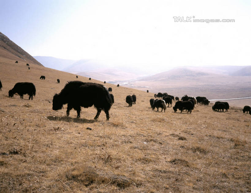 无人,走,横图,室外,白天,仰视,旅游,度假,草地,草原,美景,山,山脉,植物,牛,许多,阴影,光线,影子,景观,旷野,山峰,云,云朵,山峦,很多,云彩,注视,娱乐,草,蓝色,绿色,白云,蓝天,天空,阳光,自然,动物,群山,天,观察,看,享受,休闲,家畜,景色,放松,牲畜,晴朗,观看,察看,关注,自然风光,原野,晴空,步行,散步,走路,半身,彩图,低角度拍摄,shrj1