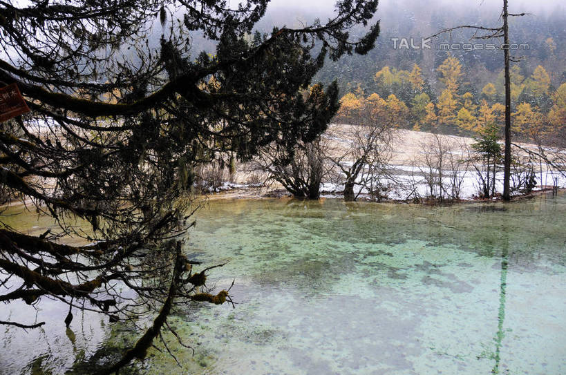 无人,横图,室外,白天,正面,旅游,度假,草地,草坪,湖,湖泊,美景,山,树林,水,雪,植物,雾,大雪,叶子,中国,亚洲,阴影,朦胧,模糊,干枯,反射,影子,湖面,积雪,景观,山峰,水流,水面,雪景,冬天,枯树,枯枝,山峦,娱乐,草,树,树木,树枝,绿色,倒影,天空,自然,湖水,天,享受,休闲,景色,放松,寒冷,四川省,生长,成长,迷雾,自然风光,东亚,四川,阿坝,中华人民共和国,西南地区,严寒,阿坝藏族羌族自治州,阿坝州,川,黄龙风景名胜区,黄龙风景区,松潘县,叶,叶片,彩图,shsgf1