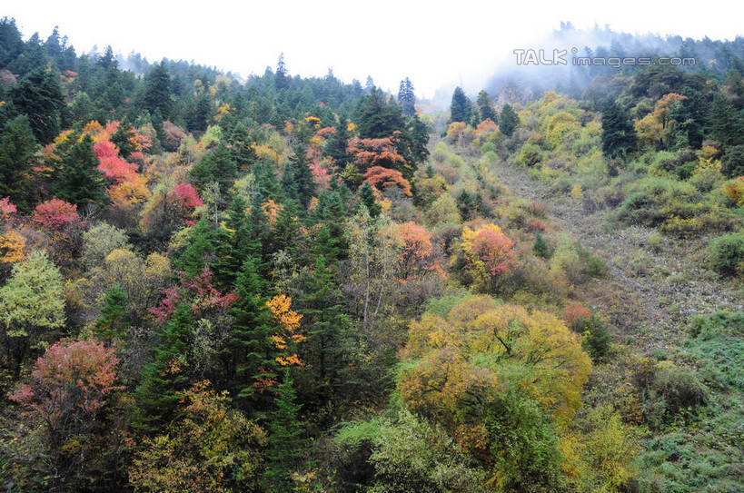 无人,横图,室外,白天,正面,旅游,度假,草地,草坪,美景,秋季,山,山脉,树林,植物,雾,叶子,中国,亚洲,许多,朦胧,模糊,景观,山峰,山峦,娱乐,草,树,树木,树叶,黄色,红色,绿色,天空,自然,群山,天,享受,休闲,景色,放松,四川省,生长,成长,迷雾,自然风光,东亚,四川,阿坝,中华人民共和国,西南地区,阿坝藏族羌族自治州,阿坝州,川,理县,米亚罗,米亚罗风景区,叶,叶片,秋,秋天,彩图,shsgf1