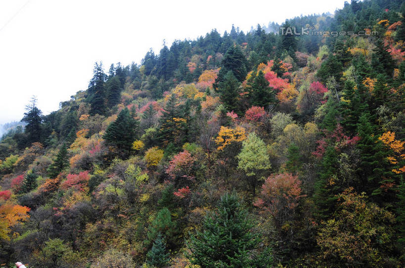 无人,横图,室外,白天,正面,旅游,度假,草地,草坪,美景,秋季,山,山脉,树林,植物,雾,叶子,中国,亚洲,许多,朦胧,模糊,景观,山峰,山峦,娱乐,草,树,树木,树叶,黄色,红色,绿色,天空,自然,群山,天,享受,休闲,景色,放松,四川省,生长,成长,迷雾,自然风光,东亚,四川,阿坝,中华人民共和国,西南地区,阿坝藏族羌族自治州,阿坝州,川,理县,米亚罗,米亚罗风景区,叶,叶片,秋,秋天,彩图,shsgf1