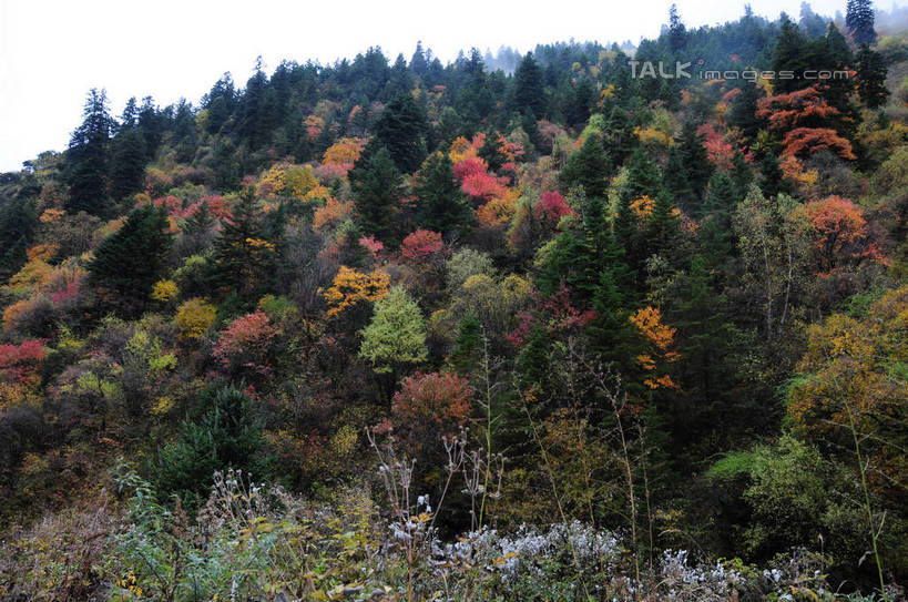 无人,横图,室外,白天,正面,旅游,度假,草地,草坪,美景,秋季,山,山脉,树林,植物,雾,叶子,中国,亚洲,许多,朦胧,模糊,景观,山峰,山峦,娱乐,草,树,树木,树叶,黄色,红色,绿色,天空,自然,群山,天,享受,休闲,景色,放松,四川省,生长,成长,迷雾,自然风光,东亚,四川,阿坝,中华人民共和国,西南地区,阿坝藏族羌族自治州,阿坝州,川,理县,米亚罗,米亚罗风景区,叶,叶片,秋,秋天,彩图,shsgf1