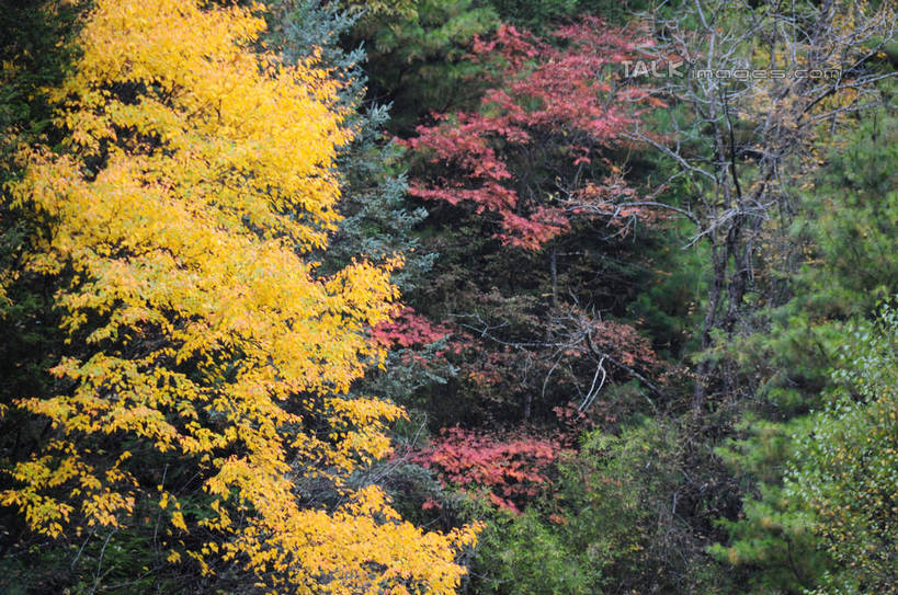 无人,横图,室外,白天,正面,旅游,度假,草地,草坪,美景,秋季,山,山脉,树林,植物,叶子,中国,亚洲,景观,山峰,山峦,娱乐,草,树,树木,树叶,黄色,红色,绿色,自然,群山,享受,休闲,景色,放松,四川省,生长,成长,自然风光,东亚,四川,阿坝,中华人民共和国,西南地区,阿坝藏族羌族自治州,阿坝州,川,理县,米亚罗,米亚罗风景区,叶,叶片,秋,秋天,彩图,shsgf1