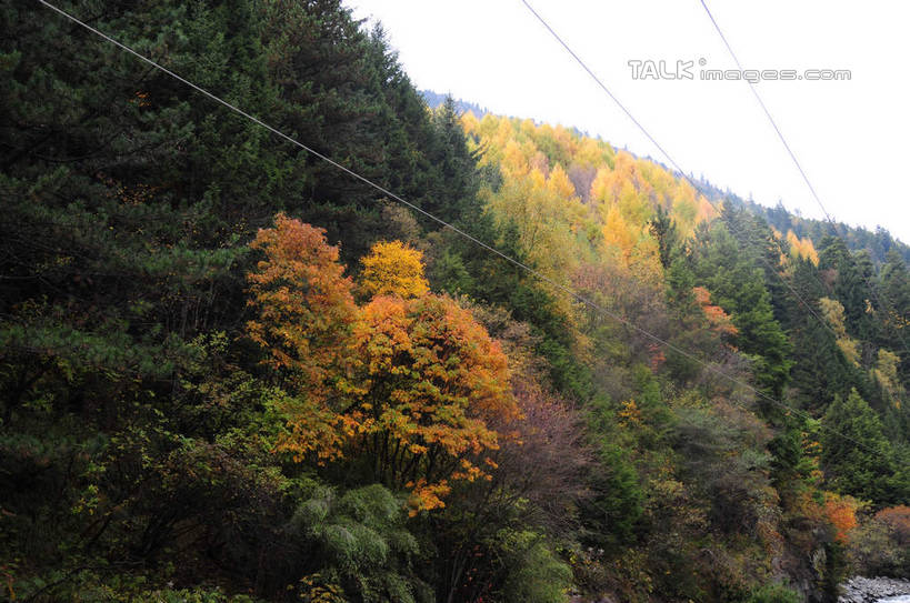 无人,横图,室外,白天,正面,旅游,度假,草地,草坪,美景,秋季,山,山脉,树林,植物,叶子,中国,亚洲,电线,景观,山峰,山峦,娱乐,草,树,树木,树叶,黄色,红色,绿色,天空,自然,群山,天,享受,休闲,景色,放松,四川省,生长,成长,自然风光,东亚,四川,阿坝,中华人民共和国,西南地区,阿坝藏族羌族自治州,阿坝州,川,理县,米亚罗,米亚罗风景区,叶,叶片,秋,秋天,彩图,shsgf1