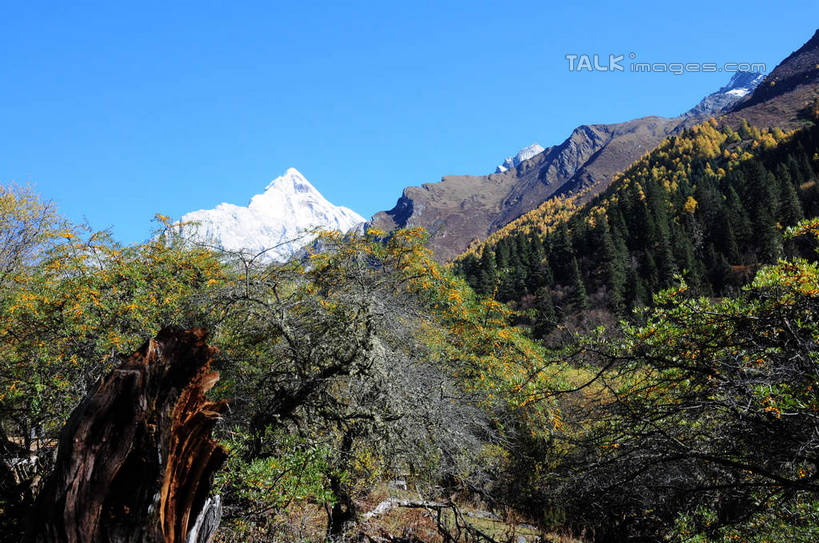 无人,横图,室外,白天,仰视,旅游,度假,草地,草坪,美景,山,树林,雪,雪山,植物,大雪,中国,亚洲,阴影,光线,影子,积雪,景观,山峰,雪景,冬天,山峦,娱乐,草,树,树木,蓝色,绿色,蓝天,天空,阳光,自然,天,享受,休闲,景色,放松,四川省,生长,成长,自然风光,东亚,四川,阿坝,中华人民共和国,西南地区,阿坝藏族羌族自治州,阿坝州,长坪沟,川,四姑娘山,彩图,低角度拍摄,shsgf1