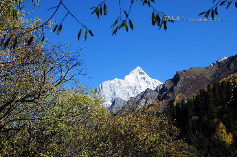 无人,横图,室外,白天,仰视,旅游,度假,草地,草坪,美景,山,树林,雪,雪山,植物,大雪,中国,亚洲,阴影,光线,影子,积雪,景观,山峰,雪景,冬天,山峦,娱乐,草,树,树木,蓝色,绿色,蓝天,天空,阳光,自然,天,享受,休闲,景色,放松,四川省,生长,成长,自然风光,东亚,四川,阿坝,中华人民共和国,西南地区,阿坝藏族羌族自治州,阿坝州,长坪沟,川,四姑娘山,彩图,低角度拍摄,shsgf1