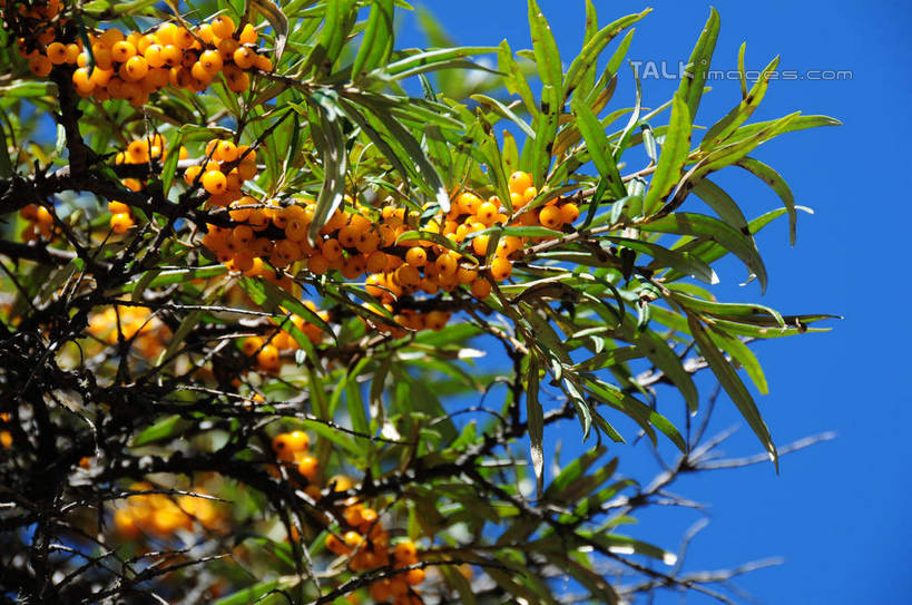 无人,横图,室外,白天,仰视,旅游,度假,草地,草坪,美景,山,树林,雪,雪山,植物,大雪,水果,中国,亚洲,许多,悬挂,阴影,新鲜,光线,影子,积雪,景观,山峰,雪景,冬天,生食,食品,果实,果树,山峦,娱乐,草,树,树木,食物,黄色,蓝色,绿色,蓝天,天空,阳光,自然,天,享受,休闲,橙色,景色,放松,四川省,有机食品,绿色食品,生长,成长,自然风光,东亚,四川,阿坝,中华人民共和国,西南地区,阿坝藏族羌族自治州,阿坝州,长坪沟,川,四姑娘山,彩图,低角度拍摄,shsgf1