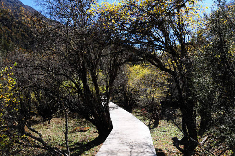 无人,横图,室外,白天,正面,旅游,度假,草地,草坪,美景,山,树林,雪,雪山,植物,大雪,中国,亚洲,阴影,光线,木板,影子,阶梯,积雪,景观,山峰,雪景,冬天,山峦,娱乐,台阶,草,树,树木,蓝色,绿色,蓝天,天空,阳光,自然,天,享受,休闲,景色,放松,四川省,生长,成长,自然风光,东亚,四川,阿坝,中华人民共和国,西南地区,阿坝藏族羌族自治州,阿坝州,长坪沟,川,四姑娘山,彩图,shsgf1