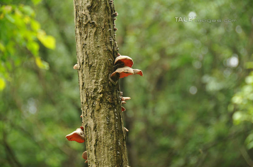 无人,横图,室外,特写,白天,正面,旅游,度假,美景,植物,中国,亚洲,朦胧,模糊,景观,菌菇,树皮,菌类,娱乐,木耳,浙江,树,树干,树木,浙江省,绿色,自然,享受,休闲,食用菌,景色,放松,生长,成长,黑木耳,自然风光,东亚,中华人民共和国,华东地区,浙,丽水,丽水市,光木耳,缙云,缙云县,鼎湖峰,仙都,仙都风景名胜区,彩图,shsgf1
