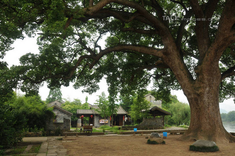 无人,家,横图,室外,白天,正面,度假,草地,草坪,美景,植物,城市风光,城市,许多,阴影,光线,影子,房屋,屋子,景观,娱乐,楼房,住宅,草,树,树木,绿色,天空,阳光,自然,天,享受,休闲,景色,放松,生长,晴朗,成长,万里无云,古韵画乡,晴空,晴空万里,彩图,房子,shsgf1