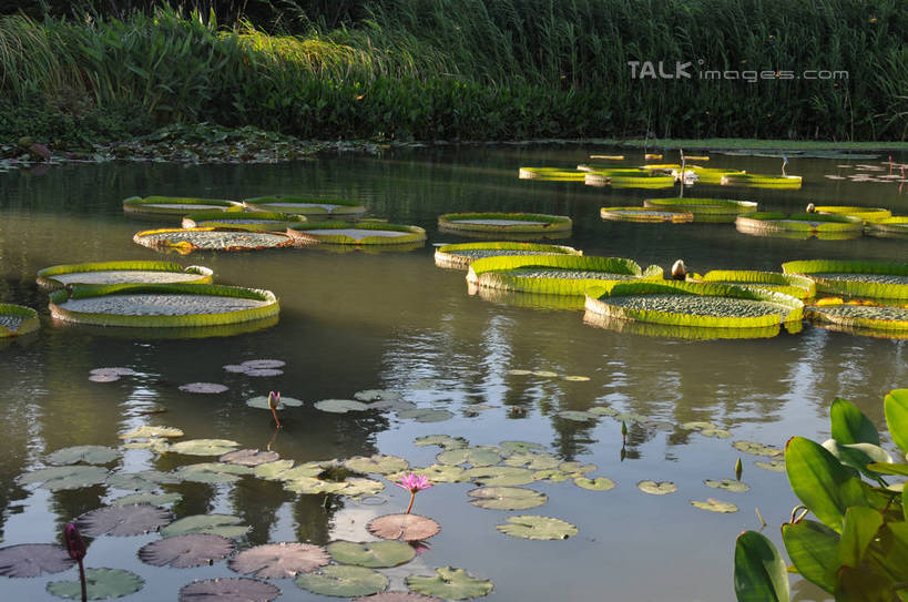 无人,公园,横图,俯视,室外,白天,旅游,度假,湖,湖泊,美景,水,睡莲,上海,中国,亚洲,阴影,波纹,盛开,光线,影子,湖面,景观,水流,水面,涟漪,花蕾,娱乐,花,花瓣,花朵,鲜花,倒影,水纹,阳光,自然,波浪,湖水,花苞,花蕊,享受,休闲,景色,放松,申,倒映,自然风光,东亚,纯真,妖艳,闵行区,上海市,闵行体育公园,中华人民共和国,沪,华东地区,水晕,水芹花,抒情,洁净,反照,水洋花,子午莲,彩图,高角度拍摄,shsgf1