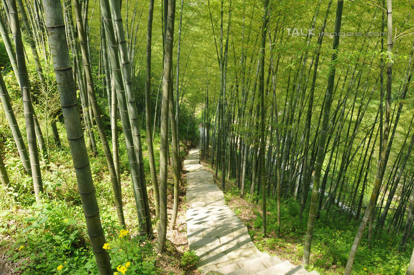 无人,横图,俯视,室外,白天,旅游,度假,纯洁,美景,道路,路,竹子,叶子,中国,亚洲,阴影,光线,影子,景观,竹林,小路,绿叶,交通,娱乐,浙江,浙江省,阳光,自然,享受,休闲,嫩叶,景色,放松,乡间小路,高雅,自然风光,东亚,中华人民共和国,华东地区,浙,奉献,质朴,正直,丽水,丽水市,担当,南尖岩,遂昌,南尖岩景区,遂昌县,叶,叶片,竹,彩图,高角度拍摄,奋进,操守,四君子,岁寒三友,性坚,虚怀,虚心,善群,卓尔,shsgf1