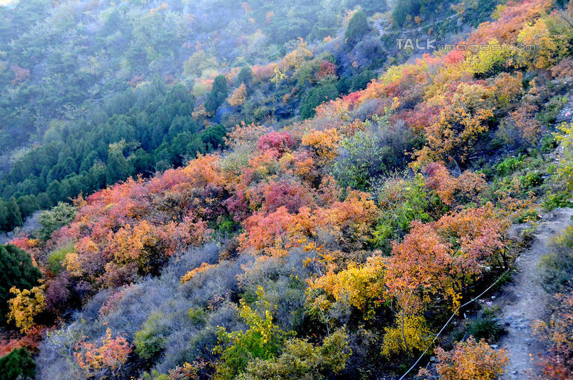 无人,横图,俯视,室外,白天,旅游,度假,美景,秋季,树林,植物,叶子,北京,中国,亚洲,景观,果树,枯叶,落叶,柿子树,首都,娱乐,树,树木,绿色,自然,享受,休闲,景色,放松,生长,成长,自然风光,东亚,黄栌,火炬树,紫叶小檗,紫叶李,香山公园,火杞,红叶小檗,红叶李,鹿角漆,中华人民共和国,北京市,京,北平,华北地区,小檗,黄杨木,叶,叶片,秋,秋天,彩图,高角度拍摄,樱桃李,黄栌木,黄栌树,黄栌台,摩林罗,乌牙木,烟树,shsgf1