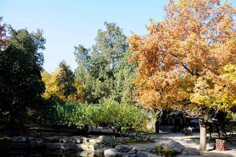 无人,横图,室外,白天,正面,旅游,度假,美景,秋季,植物,叶子,北京,中国,亚洲,阴影,光线,影子,景观,果树,枯叶,落叶,柿子树,首都,娱乐,树,树木,蓝色,绿色,蓝天,天空,阳光,自然,天,享受,休闲,景色,放松,生长,晴朗,成长,自然风光,东亚,黄栌,火炬树,紫叶小檗,紫叶李,香山公园,火杞,红叶小檗,红叶李,鹿角漆,万里无云,中华人民共和国,北京市,京,北平,华北地区,小檗,黄杨木,叶,叶片,晴空,晴空万里,秋,秋天,彩图,樱桃李,黄栌木,黄栌树,黄栌台,摩林罗,乌牙木,烟树,shsgf1