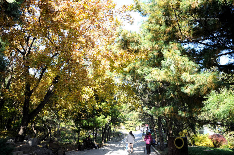 东方人,走,横图,室外,白天,正面,旅游,度假,美景,秋季,植物,叶子,北京,中国,亚洲,行人,游客,游人,阴影,服装,光线,影子,景观,果树,枯叶,落叶,柿子树,首都,许多人,休闲装,黄种人,娱乐,路人,旅客,树,树木,衣服,绿色,天空,阳光,自然,天,一群人,享受,休闲,休闲服,景色,放松,服饰,生长,成长,自然风光,东亚,黄栌,火炬树,紫叶小檗,紫叶李,香山公园,火杞,红叶小檗,红叶李,鹿角漆,中华人民共和国,北京市,京,北平,华北地区,小檗,黄杨木,过客,男人,男性,年轻男性,年轻女性,女人,女性,亚洲人,叶,叶片,秋,秋天,步行,散步,走路,半身,彩图,樱桃李,黄栌木,黄栌树,黄栌台,摩林罗,乌牙木,烟树,shsgf1