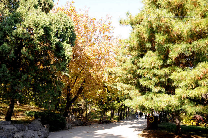 东方人,走,横图,室外,白天,正面,旅游,度假,美景,秋季,植物,叶子,北京,中国,亚洲,行人,游客,游人,阴影,服装,光线,影子,景观,果树,枯叶,落叶,柿子树,首都,许多人,休闲装,黄种人,娱乐,路人,旅客,树,树木,衣服,绿色,天空,阳光,自然,天,一群人,享受,休闲,休闲服,景色,放松,服饰,生长,成长,自然风光,东亚,黄栌,火炬树,紫叶小檗,紫叶李,香山公园,火杞,红叶小檗,红叶李,鹿角漆,中华人民共和国,北京市,京,北平,华北地区,小檗,黄杨木,过客,男人,男性,年轻男性,年轻女性,女人,女性,亚洲人,叶,叶片,秋,秋天,步行,散步,走路,半身,彩图,樱桃李,黄栌木,黄栌树,黄栌台,摩林罗,乌牙木,烟树,shsgf1