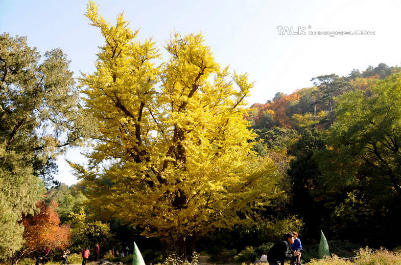 东方人,走,横图,室外,白天,仰视,旅游,度假,美景,秋季,植物,叶子,北京,中国,亚洲,行人,游客,游人,阴影,服装,光线,影子,景观,果树,枯叶,落叶,柿子树,首都,许多人,休闲装,黄种人,娱乐,路人,旅客,树,树木,衣服,蓝色,绿色,蓝天,天空,阳光,自然,天,一群人,享受,休闲,休闲服,景色,放松,服饰,生长,晴朗,成长,自然风光,东亚,黄栌,火炬树,紫叶小檗,紫叶李,香山公园,火杞,红叶小檗,红叶李,鹿角漆,万里无云,中华人民共和国,北京市,京,北平,华北地区,小檗,黄杨木,过客,男人,男性,年轻男性,年轻女性,女人,女性,亚洲人,叶,叶片,晴空,晴空万里,秋,秋天,步行,散步,走路,半身,彩图,低角度拍摄,樱桃李,黄栌木,黄栌树,黄栌台,摩林罗,乌牙木,烟树,shsgf1