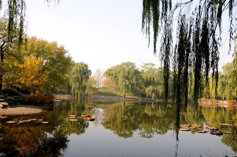 无人,公园,横图,室外,白天,正面,旅游,度假,湖,湖泊,名胜古迹,水,植物,标志建筑,地标,建筑,柳树,叶子,北京,圆明园,中国,亚洲,阴影,波纹,遗迹,光线,影子,湖面,水流,水面,荷叶,涟漪,首都,古迹,文物,娱乐,建设,古建筑,垂柳,树,树木,蓝色,绿色,倒影,蓝天,水纹,天空,阳光,自然,波浪,湖水,天,享受,休闲,旅游胜地,放松,生长,晴朗,成长,倒映,古文明,东亚,海淀区,万里无云,中华人民共和国,北京市,京,北平,华北地区,水晕,莲叶,倒挂柳,反照,叶,叶片,晴空,晴空万里,垂枝柳,彩图,圆明园遗址,圆明园遗址公园,shsgf1