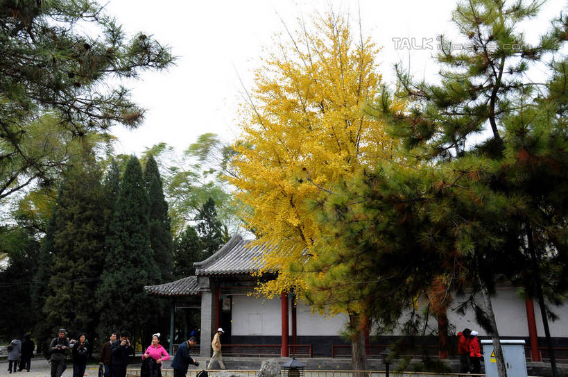 东方人,颐和园,宫殿,走,横图,室外,白天,仰视,旅游,度假,名胜古迹,植物,标志建筑,地标,建筑,北京,中国,亚洲,行人,游客,游人,服装,遗迹,首都,许多人,休闲装,黄种人,古迹,文物,娱乐,建设,古建筑,路人,旅客,树,树木,衣服,绿色,天空,自然,天,一群人,享受,休闲,休闲服,旅游胜地,放松,服饰,生长,成长,权利,古文明,东亚,海淀区,中华人民共和国,北京市,京,北平,华北地区,皇家园林,清漪园,过客,男人,男性,年轻男性,年轻女性,女人,女性,亚洲人,步行,散步,走路,半身,彩图,低角度拍摄,shsgf1