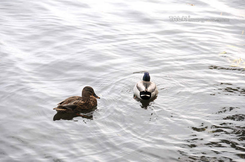 游泳,无人,夫妻,颐和园,宫殿,横图,俯视,室外,白天,爱情,旅游,度假,湖,湖泊,名胜古迹,水,标志建筑,地标,建筑,鸟,鸳鸯,北京,中国,亚洲,波纹,遗迹,湖面,水流,水面,涟漪,首都,浪漫,注视,古迹,文物,娱乐,建设,古建筑,倒影,水纹,波浪,湖水,观察,看,两只,享受,休闲,旅游胜地,恩爱,放松,恋人,观看,察看,倒映,权利,关注,坚定,古文明,东亚,海淀区,中华人民共和国,北京市,京,北平,华北地区,水晕,永恒,情意,泅水,皇家园林,反照,拍浮,清漪园,夫妇,情侣,匹鸟,彩图,高角度拍摄,全身,伴侣,shsgf1