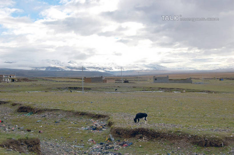 无人,家,农田,站,横图,室外,白天,正面,旅游,度假,庄稼,农作物,草地,草坪,美景,植物,野生动物,羊,中国,亚洲,房屋,屋子,景观,云,云朵,云彩,娱乐,楼房,西藏,住宅,草,一只,蓝色,绿色,白云,蓝天,天空,自然,动物,天,站着,享受,休闲,景色,放松,可爱,活泼,晴朗,自然风光,藏,东亚,西藏自治区,纳木错,中华人民共和国,西南地区,咸水湖,晴空,山羊,站立,彩图,全身,耕地,庄稼田,房子,灵湖,神湖,腾格里海,天湖,shsgf1