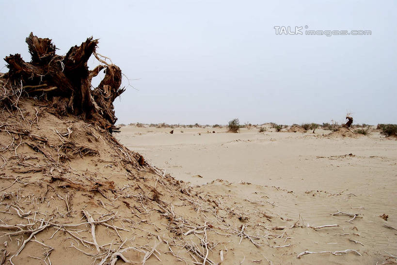 无人,横图,室外,白天,正面,旅游,度假,荒凉,美景,中国,亚洲,景观,树桩,娱乐,树,树干,蓝色,蓝天,天空,自然,天,享受,休闲,木桩,景色,放松,晴朗,自然风光,东亚,新疆,阿克苏,阿克苏市,万里无云,中华人民共和国,新疆维吾尔自治区,西北地区,荒地,荒芜,晴空,晴空万里,彩图,阿克苏地区,新,shsgf1