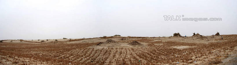 无人,农田,横图,室外,白天,正面,旅游,度假,庄稼,农作物,美景,植物,中国,亚洲,景观,娱乐,树,树木,蓝色,绿色,蓝天,天空,自然,天,享受,休闲,景色,放松,生长,晴朗,成长,自然风光,东亚,新疆,阿克苏,阿克苏市,万里无云,中华人民共和国,新疆维吾尔自治区,西北地区,晴空,晴空万里,彩图,耕地,庄稼田,阿克苏地区,新,shsgf1