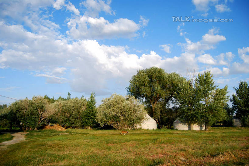 无人,横图,室外,白天,正面,旅游,度假,草地,草坪,美景,植物,喀纳斯,中国,亚洲,阴影,光线,影子,景观,云,云朵,云彩,娱乐,草,树,树木,蓝色,绿色,白云,蓝天,天空,阳光,自然,天,享受,休闲,景色,放松,生长,晴朗,成长,自然风光,东亚,喀纳斯湖,新疆,阿勒泰地区,布尔津县,伊犁,中华人民共和国,新疆维吾尔自治区,西北地区,伊犁哈萨克自治州,晴空,彩图,布尔津,新,shsgf1