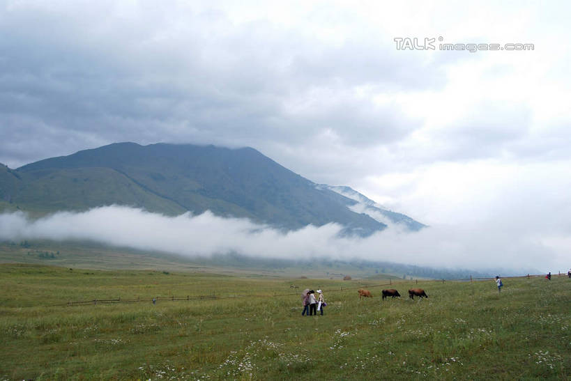 无人,横图,室外,白天,正面,旅游,度假,草地,草坪,美景,山,山脉,植物,雾,牛,喀纳斯,中国,亚洲,朦胧,模糊,景观,山峰,云,云朵,山峦,云彩,娱乐,草,树,树木,绿色,白云,自然,动物,群山,享受,休闲,家畜,景色,放松,牲畜,生长,成长,迷雾,自然风光,东亚,喀纳斯湖,新疆,阿勒泰地区,布尔津县,伊犁,中华人民共和国,新疆维吾尔自治区,西北地区,伊犁哈萨克自治州,大雾,彩图,全身,布尔津,新,shsgf1
