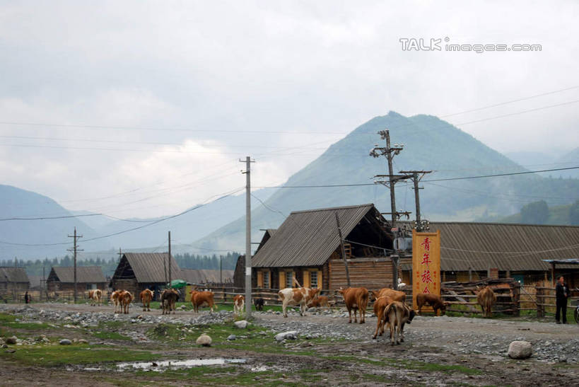 无人,家,木屋,横图,室外,白天,正面,旅游,度假,美景,山,山脉,马,野生动物,喀纳斯,中国,亚洲,景观,山峰,山峦,娱乐,住宅,天空,自然,动物,群山,天,享受,休闲,景色,放松,运输,牲畜,自然风光,东亚,喀纳斯湖,新疆,阿勒泰地区,布尔津县,伊犁,中华人民共和国,新疆维吾尔自治区,西北地区,伊犁哈萨克自治州,彩图,全身,茅舍,茅屋,棚屋,小木屋,小屋,布尔津,新,shsgf1