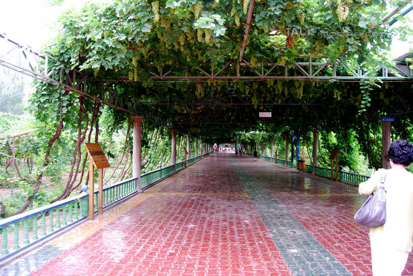 东方人,一个人,走,横图,室外,白天,旅游,度假,美景,植物,道路,路,中国,亚洲,仅一个年轻女性,仅一个女性,仅一个人,服装,包,皮包,景观,小路,交通,休闲装,黄种人,娱乐,树,树木,背面,衣服,绿色,自然,享受,休闲,休闲服,景色,放松,服饰,生长,成长,单肩包,自然风光,东亚,吐鲁番,新疆,中华人民共和国,新疆维吾尔自治区,西北地区,年轻女性,女人,女性,亚洲人,步行,散步,走路,半身,彩图,火洲,吐鲁番地区,新,shsgf1