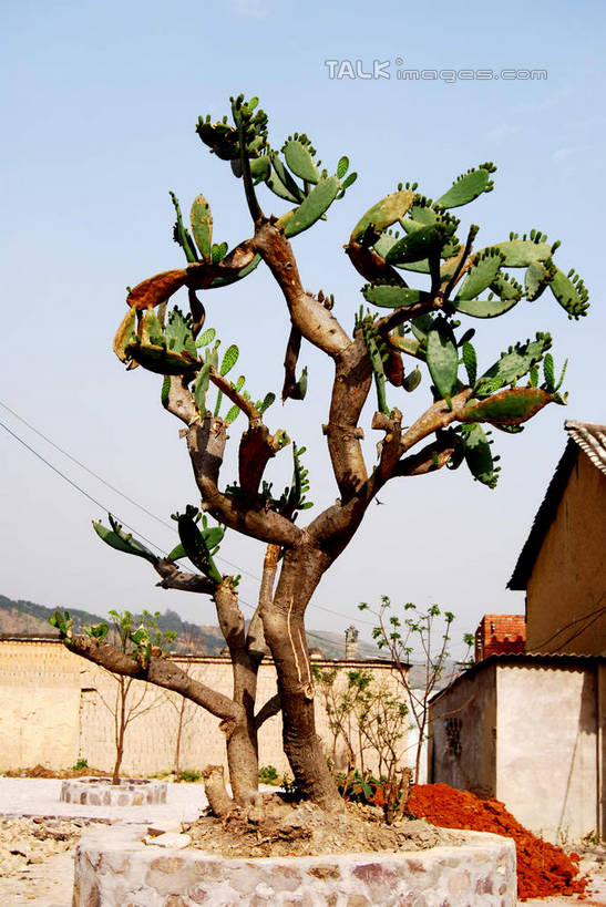 无人,竖图,室外,白天,正面,旅游,度假,名胜古迹,植物,标志建筑,地标,建筑,中国,亚洲,阴影,遗迹,光线,影子,古迹,文物,娱乐,建设,古建筑,云南,树,树木,蓝色,绿色,蓝天,天空,阳光,自然,天,享受,休闲,旅游胜地,放松,生长,晴朗,成长,古文明,东亚,云南省,建水,建水县,万里无云,中华人民共和国,西南地区,滇,红河,红河州,红河哈尼族彝族自治州,晴空,晴空万里,彩图,临安镇,shsgf1