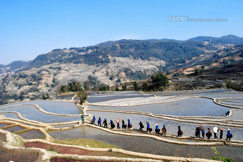 东方人,农田,走,横图,俯视,航拍,室外,白天,旅游,度假,庄稼,梯田,农作物,美景,山,山脉,植物,中国,亚洲,行人,游客,游人,阴影,服装,曲折,弯曲,光线,影子,景观,山峰,山峦,许多人,休闲装,黄种人,娱乐,云南,路人,旅客,树,树木,衣服,蓝色,绿色,蓝天,天空,阳光,自然,群山,天,一群人,享受,休闲,休闲服,景色,放松,服饰,蜿蜒,生长,晴朗,成长,鸟瞰,自然风光,东亚,元阳,云南省,箐口村,万里无云,中华人民共和国,西南地区,滇,红河,红河州,红河哈尼族彝族自治州,过客,元阳县,男人,男性,年轻男性,年轻女性,女人,女性,亚洲人,晴空,晴空万里,步行,散步,走路,彩图,高角度拍摄,全身,耕地,庄稼田,箐口,新街镇,shsgf1