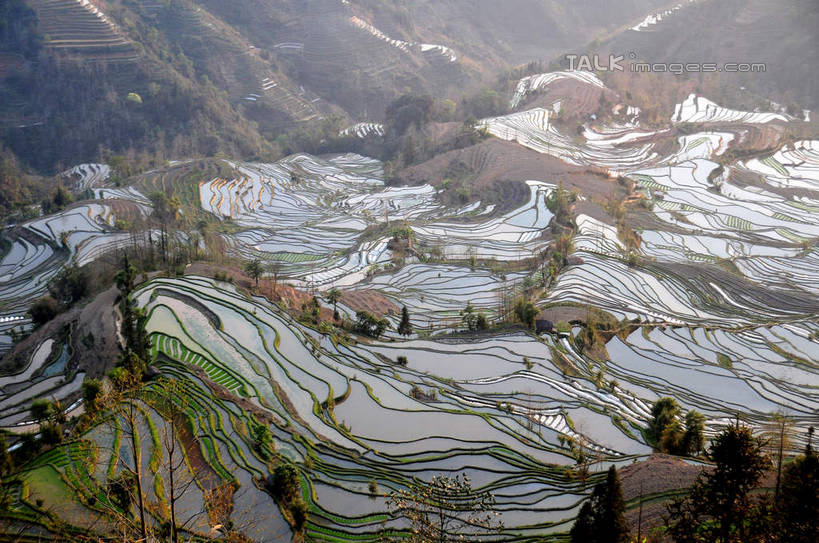 无人,农田,横图,俯视,航拍,室外,白天,旅游,度假,庄稼,梯田,农作物,美景,山,山脉,植物,中国,亚洲,曲折,弯曲,景观,山峰,山峦,娱乐,云南,树,树木,绿色,自然,群山,享受,休闲,景色,放松,蜿蜒,生长,成长,鸟瞰,自然风光,东亚,元阳,云南省,中华人民共和国,西南地区,滇,红河,红河州,红河哈尼族彝族自治州,元阳县,彩图,高角度拍摄,耕地,庄稼田,老虎嘴,shsgf1