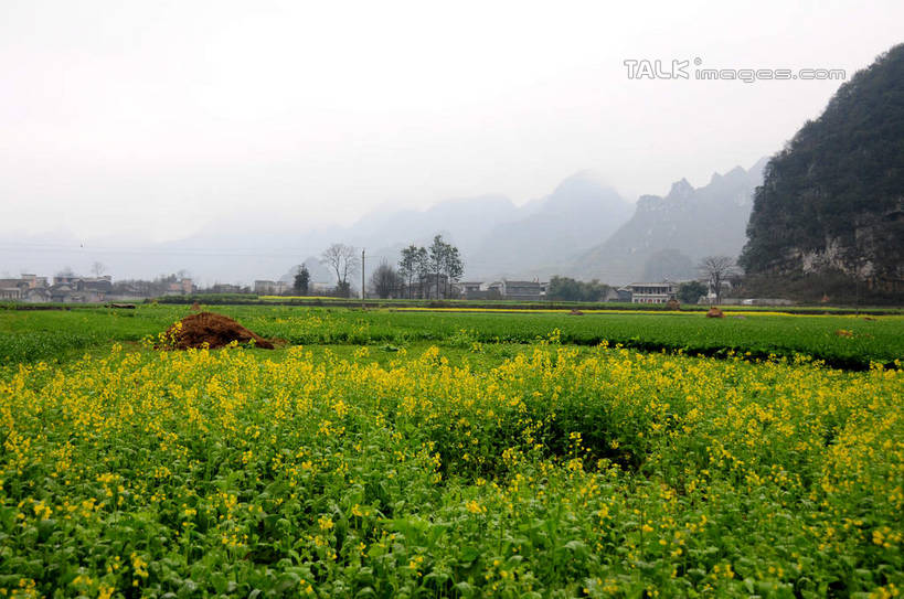 无人,农田,横图,室外,白天,正面,旅游,度假,庄稼,农作物,花海,花圃,美景,山,山脉,植物,雾,叶子,中国,亚洲,朦胧,模糊,盛开,景观,山峰,山峦,花蕾,娱乐,花,花瓣,花朵,花卉,鲜花,树,树木,绿色,天空,自然,花丛,花束,花田,群山,天,花苞,花蕊,油菜花,享受,休闲,景色,放松,生长,成长,迷雾,自然风光,东亚,贵州,贵州省,兴义市,中华人民共和国,黔,西南地区,黔西南,黔西南州,黔西南布依族苗族自治州,大雾,彩图,耕地,庄稼田,油菜花田,兴义,芸苔,芸薹,shsgf1