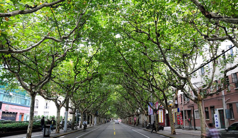 无人,家,横图,室外,白天,正面,旅游,度假,美景,植物,城市风光,城市,道路,建筑,路,公路,上海,中国,亚洲,阴影,光线,影子,房屋,屋子,景观,公寓,分界线,停车线,交通,娱乐,建设,洋房,楼房,住宅,树,树木,绿色,阳光,自然,享受,休闲,景色,放松,生长,成长,车行道,车行道分界线,申,标线,东亚,车行线,长宁区,上海市,中华人民共和国,沪,华东地区,新华路,马路,彩图,房子,shsgf1