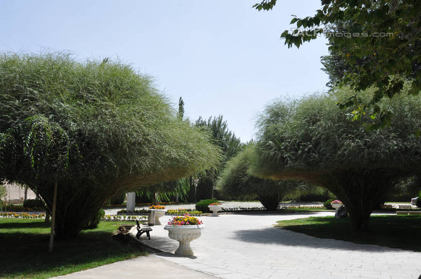 无人,横图,室外,白天,正面,旅游,度假,草地,草坪,花海,花圃,美景,植物,道路,路,叶子,敦煌,中国,亚洲,阴影,盛开,光线,影子,景观,小路,交通,花蕾,娱乐,草,花,花瓣,花朵,花卉,鲜花,树,树木,蓝色,绿色,蓝天,天空,阳光,自然,花丛,花束,花田,天,花苞,花蕊,享受,休闲,景色,放松,生长,晴朗,成长,自然风光,东亚,甘肃,甘肃省,莫高窟,万里无云,中华人民共和国,西北地区,甘,酒泉,酒泉市,千佛洞,晴空,晴空万里,彩图,shsgf1