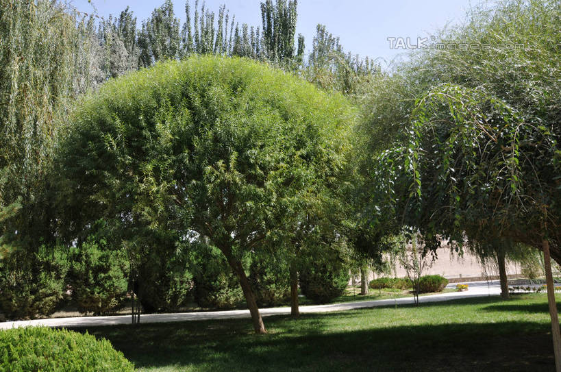 无人,横图,室外,白天,正面,旅游,度假,草地,草坪,美景,植物,道路,路,敦煌,中国,亚洲,阴影,光线,影子,景观,小路,交通,娱乐,草,树,树木,蓝色,绿色,蓝天,天空,阳光,自然,天,享受,休闲,景色,放松,生长,晴朗,成长,自然风光,东亚,甘肃,甘肃省,莫高窟,万里无云,中华人民共和国,西北地区,甘,酒泉,酒泉市,千佛洞,晴空,晴空万里,彩图,shsgf1