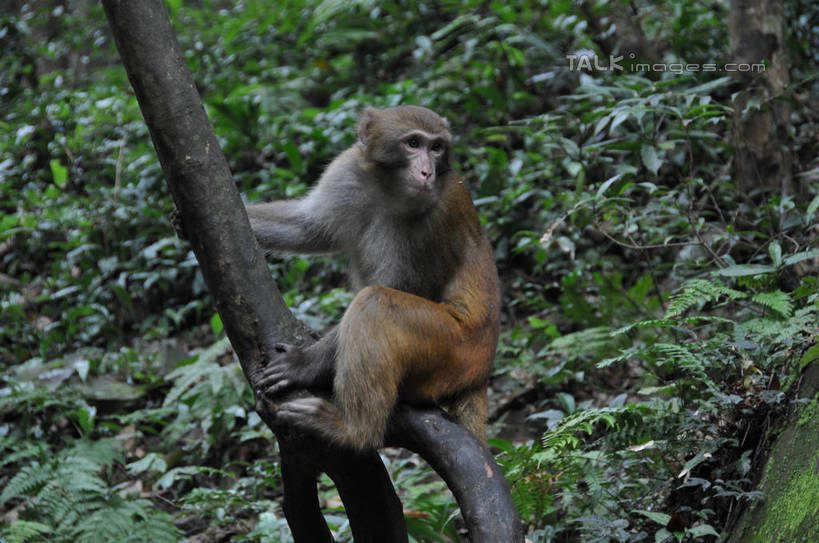 无人,坐,横图,室外,白天,正面,旅游,度假,美景,植物,哺乳动物,猴,野生动物,猴子,叶子,张家界,中国,亚洲,阴影,光线,影子,景观,绿叶,枝条,扭头,注视,娱乐,树,树木,树枝,一只,阳光,自然,动物,观察,看,转头,享受,休闲,嫩叶,景色,放松,可爱,活泼,观看,察看,关注,自然风光,东亚,湖南,湖南省,中华人民共和国,华中地区,湘,张家界市,虬枝,枝杈,叶,叶片,坐着,彩图,全身,shsgf1