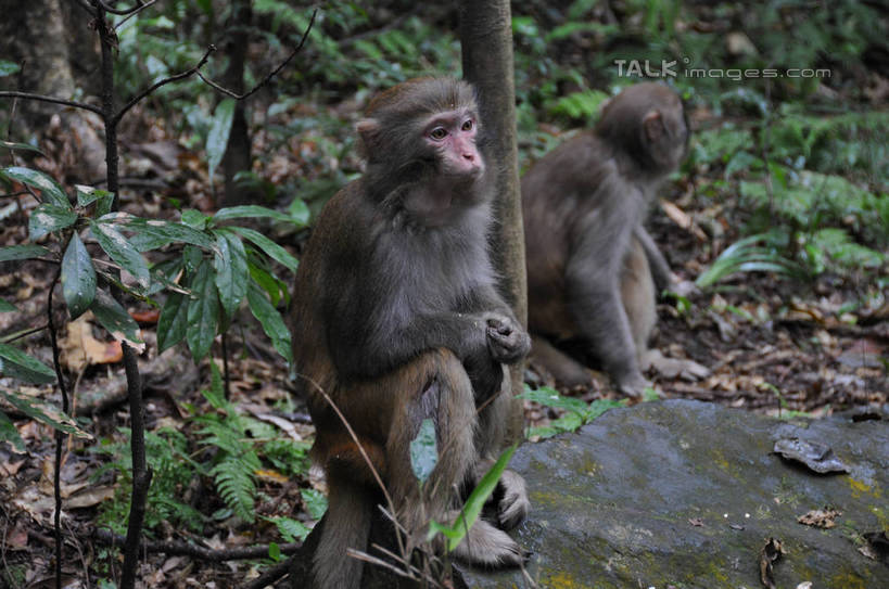 无人,坐,横图,室外,白天,正面,旅游,度假,石头,美景,哺乳动物,猴,野生动物,猴子,叶子,张家界,中国,亚洲,阴影,光线,石子,影子,景观,绿叶,扭头,注视,娱乐,阳光,自然,动物,观察,看,转头,两只,享受,休闲,嫩叶,景色,放松,可爱,活泼,观看,察看,关注,自然风光,东亚,湖南,湖南省,中华人民共和国,华中地区,湘,张家界市,叶,叶片,石块,岩石,坐着,彩图,全身,shsgf1