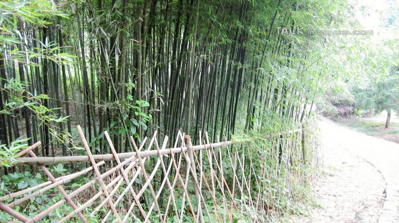 无人,栏杆,横图,室外,白天,正面,旅游,度假,纯洁,美景,道路,路,竹子,中国,亚洲,阴影,曲折,弯曲,光线,影子,景观,竹林,围栏,小路,交通,娱乐,浙江,护栏,浙江省,阳光,自然,享受,休闲,五泄,小雁荡,诸暨市,景色,放松,蜿蜒,高雅,自然风光,东亚,绍兴,中华人民共和国,华东地区,浙,奉献,质朴,正直,绍兴市,担当,竹,彩图,五泄风景区,奋进,操守,四君子,岁寒三友,性坚,虚怀,虚心,善群,卓尔,shslj1