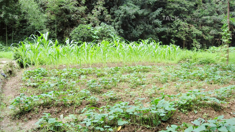 无人,农田,栏杆,横图,室外,白天,正面,旅游,度假,庄稼,农作物,草地,草坪,美景,树林,植物,中国,亚洲,阴影,光线,影子,栅栏,景观,篱笆,围栏,娱乐,浙江,护栏,草,树,树木,浙江省,绿色,阳光,自然,享受,休闲,五泄,小雁荡,诸暨市,景色,放松,生长,成长,自然风光,东亚,绍兴,中华人民共和国,华东地区,浙,绍兴市,玉米田,彩图,耕地,庄稼田,五泄风景区,shslj1