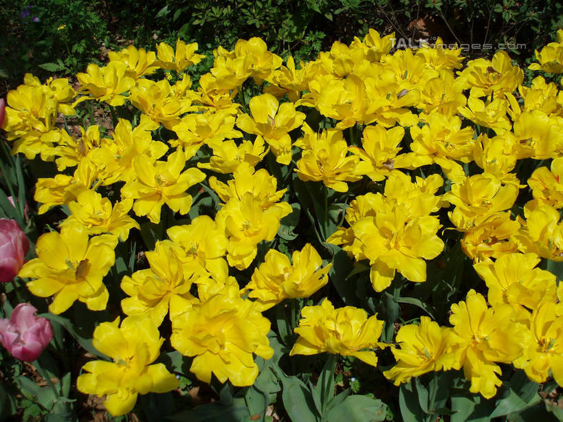 无人,公园,横图,俯视,室外,特写,白天,爱情,花海,花圃,美景,植物,郁金香,叶子,上海,中国,亚洲,许多,阴影,盛开,光线,影子,景观,很多,祝福,花蕾,花,花瓣,花朵,花卉,鲜花,黄色,绿色,阳光,自然,花丛,花束,花田,花苞,花蕊,景色,共青森林公园,申,表白,自然风光,荣誉,杨浦区,东亚,森林公园,上海市,中华人民共和国,沪,华东地区,永恒,郁香,洋荷花,草麝香,彩图,高角度拍摄,军工路,上海共青国家森林公园,shslj1