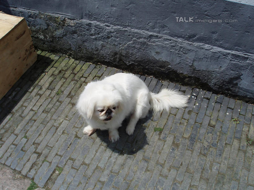 无人,蹲,横图,俯视,室外,白天,美景,道路,路,宠物,狗,上海,中国,亚洲,阴影,光线,影子,景观,小路,交通,注视,狮子狗,一只,白色,阳光,自然,动物,观察,看,景色,可爱,朱家角,观看,申,察看,关注,自然风光,西施犬,青浦区,东亚,忠诚,淀山湖,上海市,朱家角镇,赛珠犬,中华人民共和国,沪,华东地区,狮子犬,西施狗,朱家角古镇,淀山湖风景区,犬,蹲着,抬头,仰头,彩图,高角度拍摄,全身,shslj1