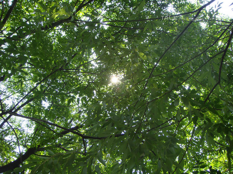 无人,公园,横图,室外,特写,白天,仰视,美景,树林,太阳,植物,叶子,上海,中国,亚洲,阴影,光线,纹理,影子,景观,绿叶,树,树木,绿色,天空,阳光,自然,天,嫩叶,景色,大宁灵石公园,生长,成长,申,自然风光,东亚,上海市,肌理,中华人民共和国,沪,华东地区,闸北区,叶,叶片,叶脉,彩图,低角度拍摄,镜头光晕,透镜闪耀,眩光,广中西路,shslj1