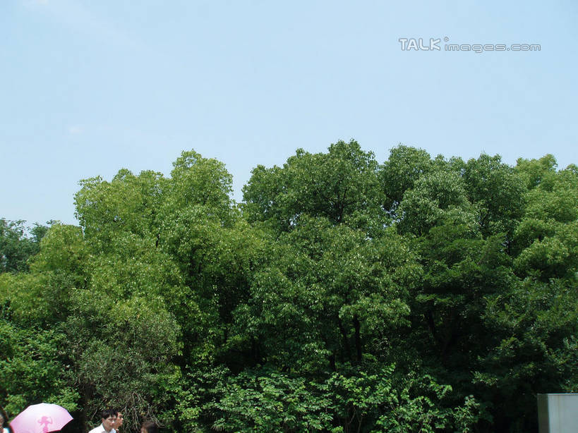 东方人,一个人,公园,站,横图,室外,白天,仰视,旅游,度假,美景,树林,植物,樟树,上海,中国,亚洲,仅一个男性,仅一个人,阴影,服装,光线,伞,影子,雨伞,遮阳伞,景观,注视,休闲装,黄种人,娱乐,阳伞,树,树木,仅一个年轻男性,衣服,蓝色,绿色,蓝天,天空,阳光,自然,天,观察,看,站着,享受,休闲,休闲服,景色,放松,服饰,大宁灵石公园,生长,晴朗,成长,观看,申,察看,太阳伞,关注,自然风光,东亚,上海市,万里无云,中华人民共和国,沪,华东地区,闸北区,番樟,芳樟树,男人,男性,年轻男性,亚洲人,晴空,晴空万里,香樟,木樟,站立,半身,彩图,低角度拍摄,广中西路,shslj1