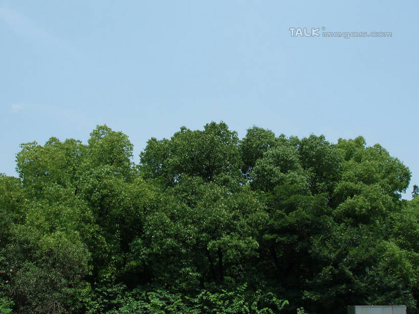 无人,公园,横图,室外,特写,白天,仰视,美景,树林,植物,樟树,上海,中国,亚洲,阴影,光线,影子,景观,树,树木,蓝色,绿色,蓝天,天空,阳光,自然,天,景色,大宁灵石公园,生长,晴朗,成长,申,自然风光,东亚,上海市,万里无云,中华人民共和国,沪,华东地区,闸北区,番樟,芳樟树,晴空,晴空万里,香樟,木樟,彩图,低角度拍摄,广中西路,shslj1