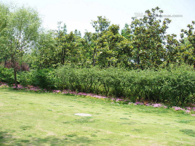 无人,公园,横图,室外,白天,正面,旅游,度假,草地,草坪,美景,树林,植物,上海,中国,亚洲,阴影,光线,影子,景观,娱乐,草,树,树木,蓝色,绿色,蓝天,天空,阳光,自然,天,享受,休闲,景色,放松,大宁灵石公园,生长,晴朗,成长,申,自然风光,东亚,上海市,万里无云,中华人民共和国,沪,华东地区,闸北区,晴空,晴空万里,彩图,广中西路,shslj1