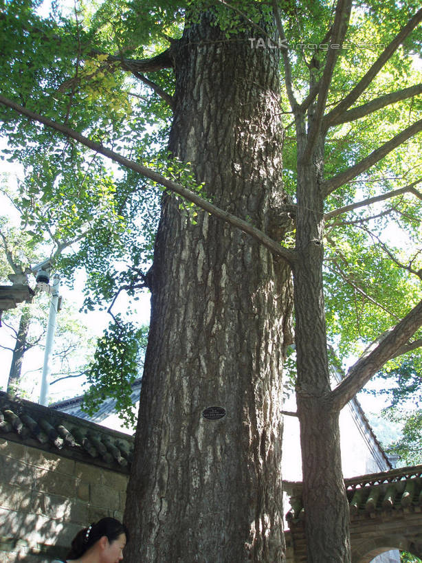 无人,竖图,室外,白天,仰视,旅游,度假,美景,树林,植物,建筑,青岛,中国,亚洲,阴影,光线,瓦片,影子,墙,屋顶,景观,树桩,顶棚,瓦,娱乐,山东,墙壁,墙面,树,树干,树木,蓝色,绿色,蓝天,天空,阳光,自然,天,享受,休闲,木桩,景色,放松,建造,生长,晴朗,成长,自然风光,东亚,屋瓦,山东省,万里无云,中华人民共和国,华东地区,鲁,青岛市,晴空,晴空万里,彩图,低角度拍摄,shslj1