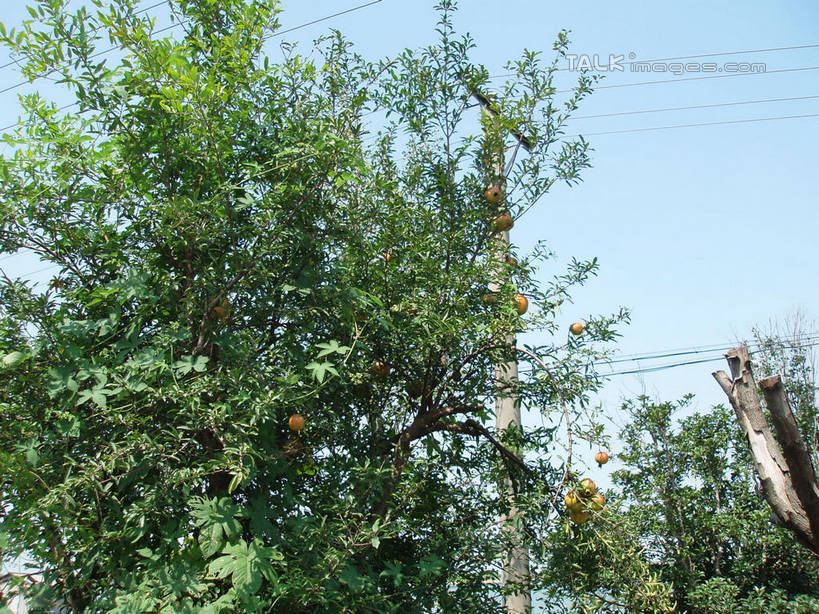 无人,横图,室外,白天,仰视,美景,植物,石榴,水果,中国,亚洲,阴影,新鲜,电力,光线,电线,电线杆,线,影子,景观,生食,食品,果实,果树,电能,线路,浙江,树,树木,浙江省,食物,蓝色,绿色,蓝天,天空,阳光,自然,天,景色,石榴树,缥缈峰,有机食品,绿色食品,生长,晴朗,成长,电,电源,自然风光,能量,东亚,万里无云,中华人民共和国,华东地区,浙,晴空,晴空万里,涂林,若榴,金罂,金庞,丹若,安石榴,彩图,低角度拍摄,shslj1