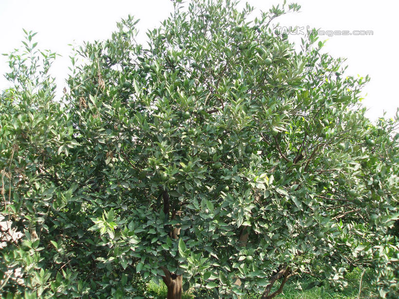 无人,横图,室外,白天,仰视,美景,植物,中国,亚洲,阴影,光线,影子,景观,果树,浙江,树,树木,浙江省,蓝色,绿色,蓝天,天空,阳光,自然,天,景色,缥缈峰,生长,晴朗,成长,自然风光,东亚,万里无云,中华人民共和国,华东地区,浙,晴空,晴空万里,彩图,低角度拍摄,shslj1